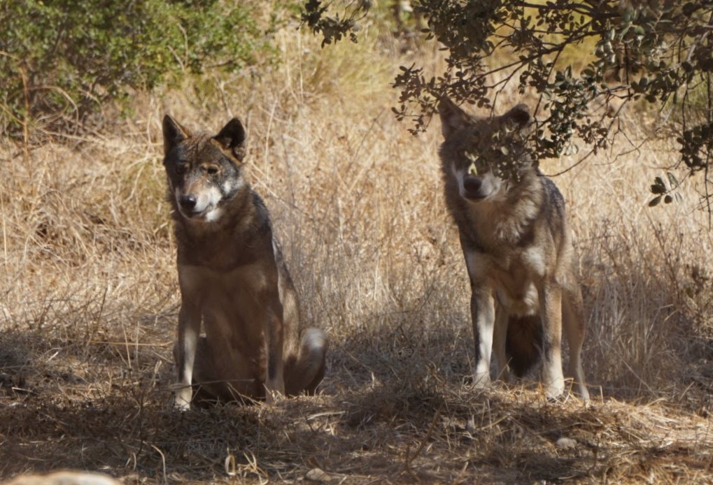Lobo park  antequera blogeraviajera