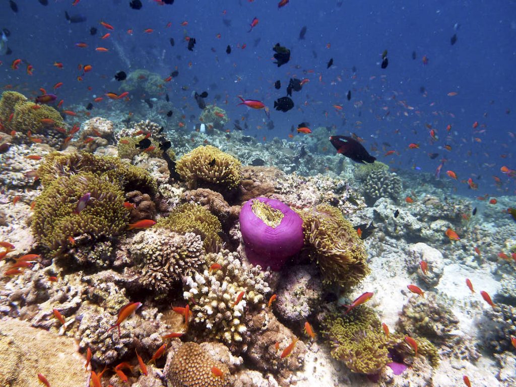 Vida a bordo en Maldivas 1 Miles de peces miles de colores vida a bordo en maldivas