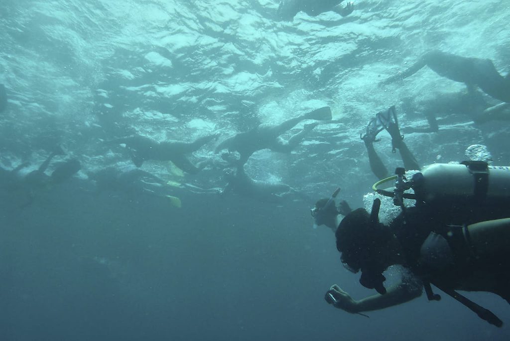 Vida a bordo en Maldivas 15 montones de turistas al agua persiguiendo el tiburón ballena