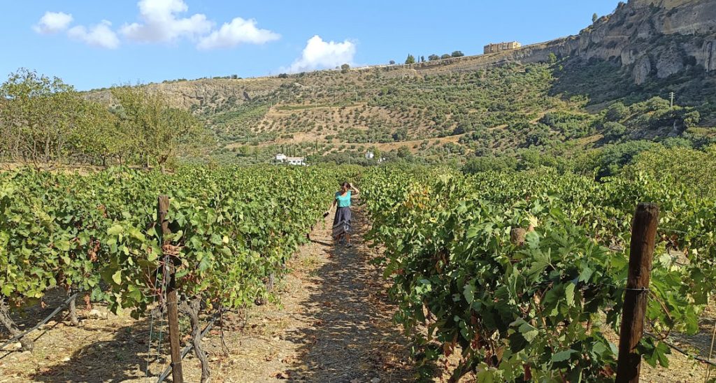 Cata de vinos en Bodega Gonzalo Beltrán, Ronda 8 Cata de vinos en Bodega Gonzalo Beltrán, Ronda.