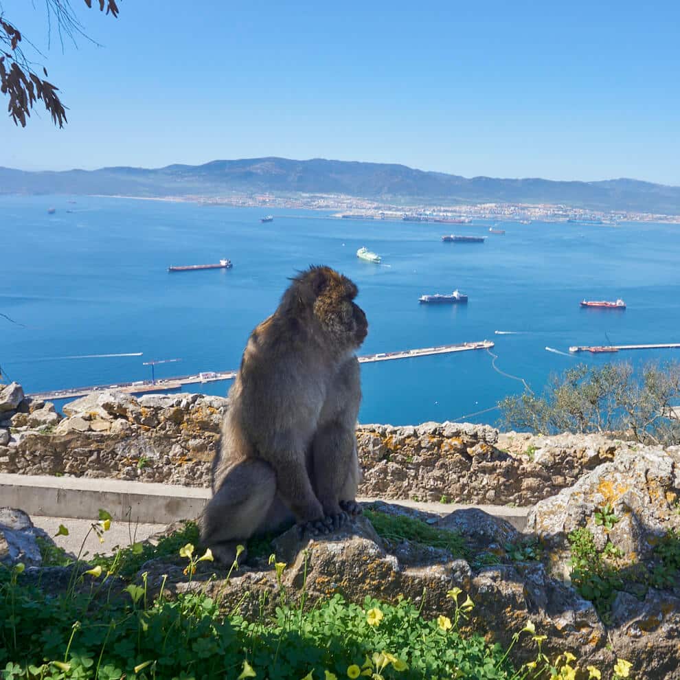 mono mirando Gibraltar