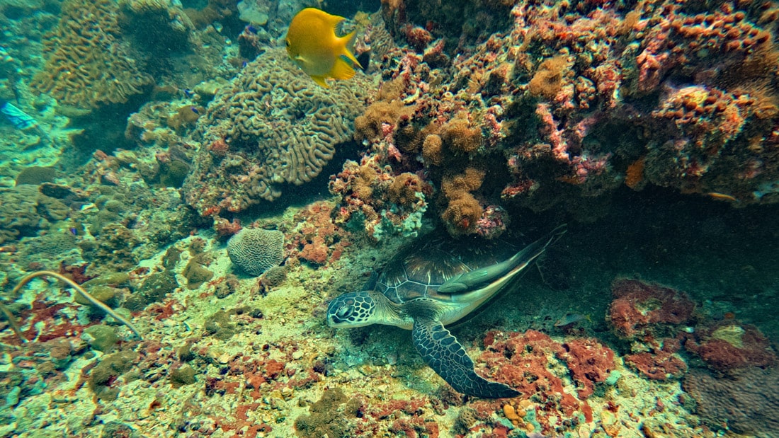 Submarinismo con Leisure Dive Center