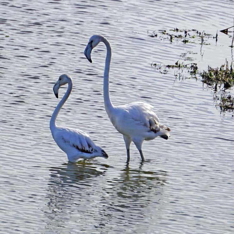 Flamencos en el Desembocadura del Guadalhorce, Málaga