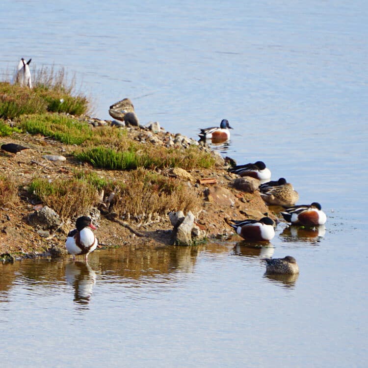 Varios patos en el Desembocadura del Guadalhorce, Málaga
