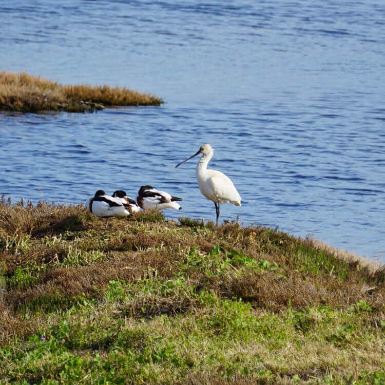 Spoonbill en el Desembocadura del Guadalhorce, Málaga