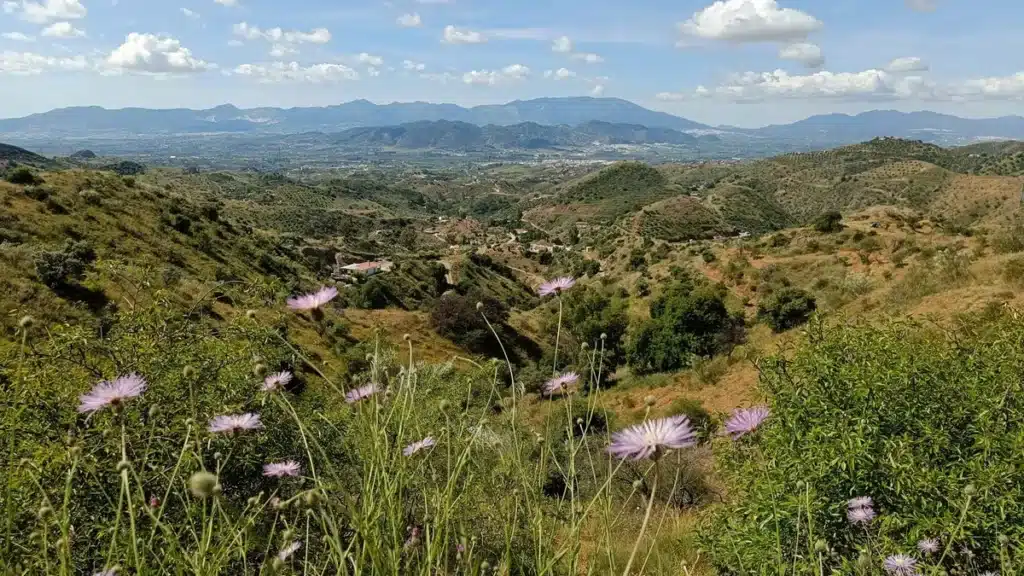 Qué ver en Cártama: historia, naturaleza y gastronomía en el corazón del Valle del Guadalhorce 16 Vista panorámica de las colinas cerca de Cártama con flores silvestres en primer plano y montañas al fondo bajo un cielo azul