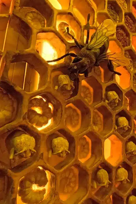 El Museo de la Miel de Colmenar: una dulce aventura en familia 15 Primer plano de una abeja sobre el panal en el Museo de la Miel