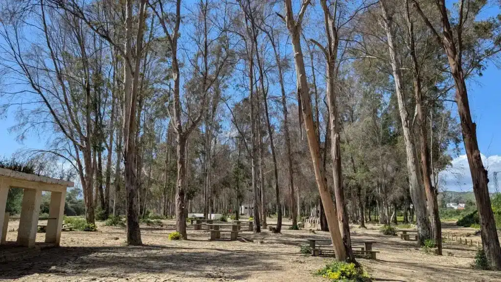 Cártama con niños: una escapada familiar cerquita de Málaga que te sorprenderá 3 Zona de merendero entre pinos ideal para picnic en Cártama con niños