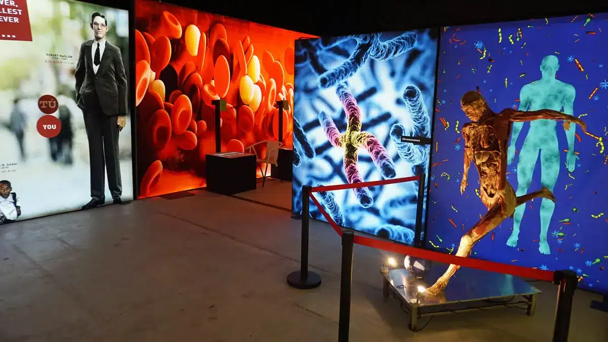 La exposición Bodies Evolution en Málaga: explora el cuerpo humano en familia 6 Vista de zona interactiva con proyecciones de glóbulos rojos y figura anatómica en la exposiciónBodies Málaga.