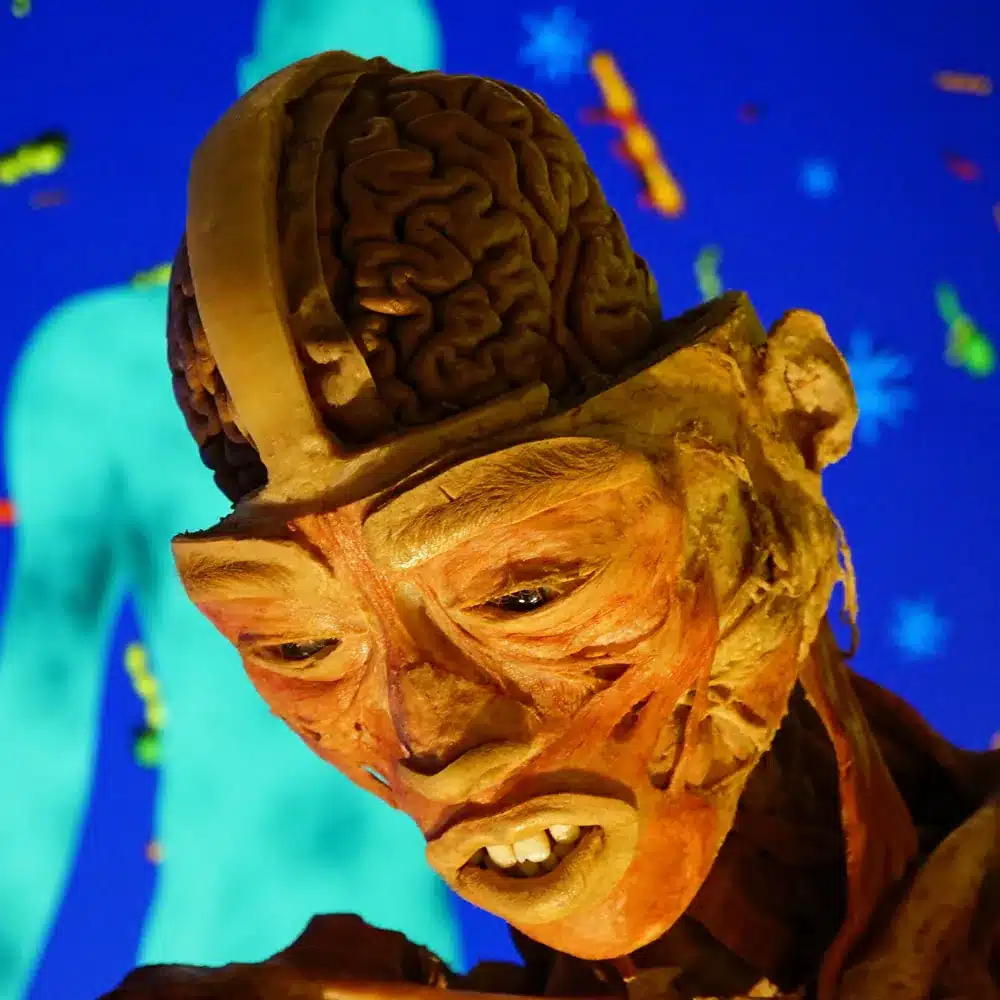 La exposición Bodies Evolution en Málaga: explora el cuerpo humano en familia 9 Detalle anatómico del cerebro humano expuesto en la exhibición Bodies en Málaga.