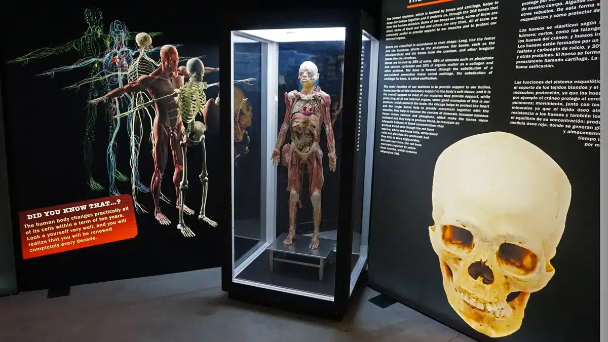 La exposición Bodies Evolution en Málaga: explora el cuerpo humano en familia 1 Vista general de la exposición Bodies en Málaga con información educativa sobre el cuerpo humano