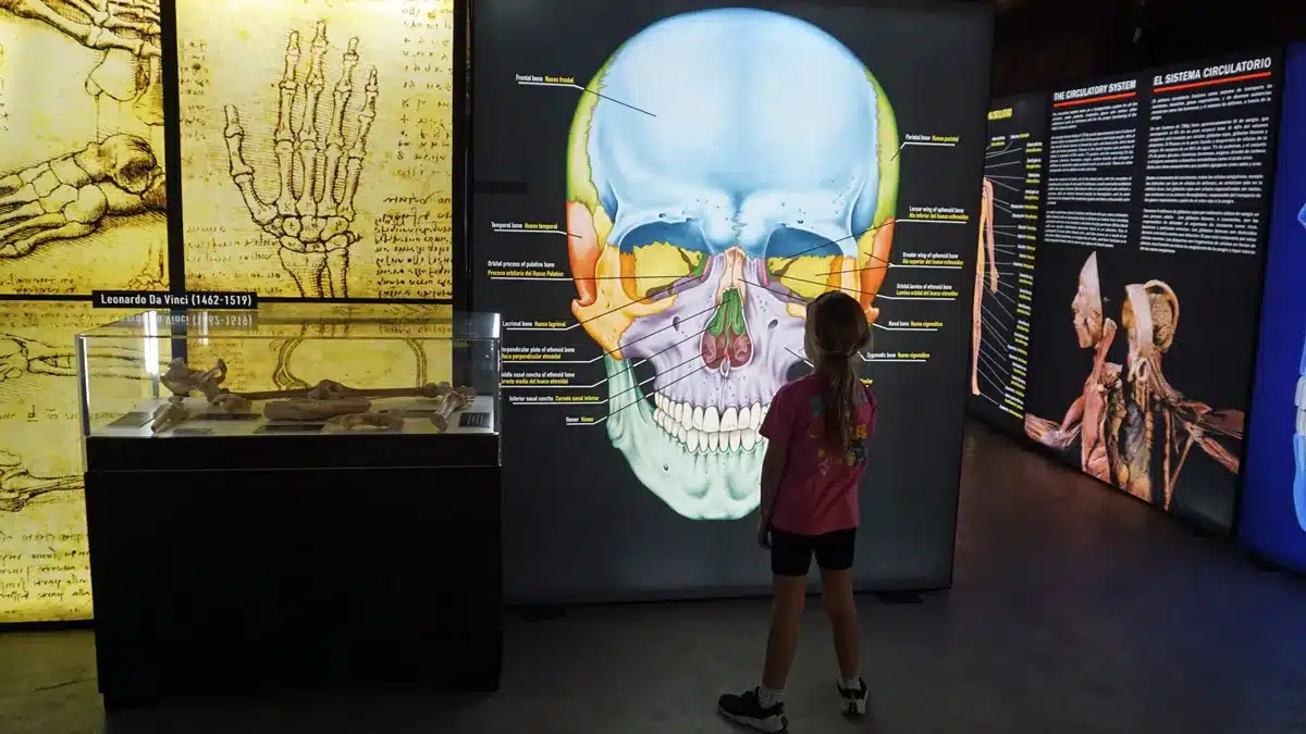 La exposición Bodies Evolution en Málaga: explora el cuerpo humano en familia 5 Niña observando panel educativo en la exposición Bodies en Málaga