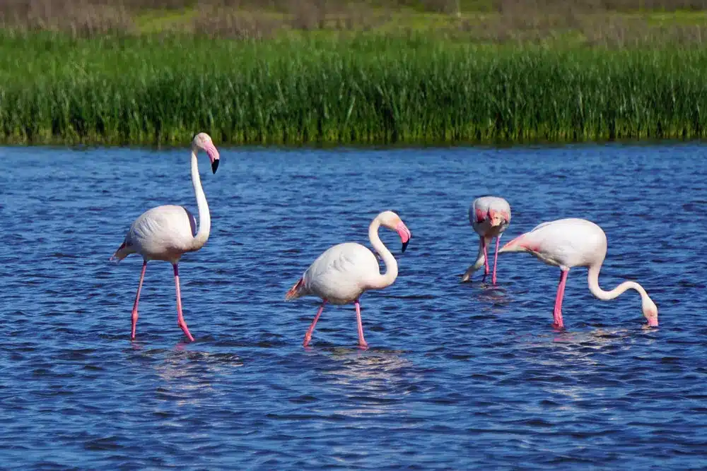 Qué ver en Fuente de Piedra: naturaleza, flamencos y planes curiosos 3 Flamencos rosados en la laguna Fuente de Piedra disfrutando del agua en un día soleado - blogueraviajera