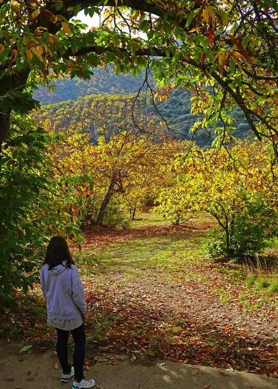 El Bosque de Cobre: 4 rutas fáciles en el Valle del Genal (Málaga) 🍂 13 Senderista contemplando los castaños en otoño en el bosque de cobre Málaga, Parauta