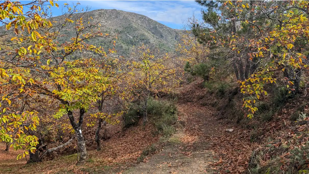El Bosque de Cobre: 4 rutas fáciles en el Valle del Genal (Málaga) 🍂 8 Camino de senderismo rodeado de castaños en el bosque de cobre Málaga, Igualeja