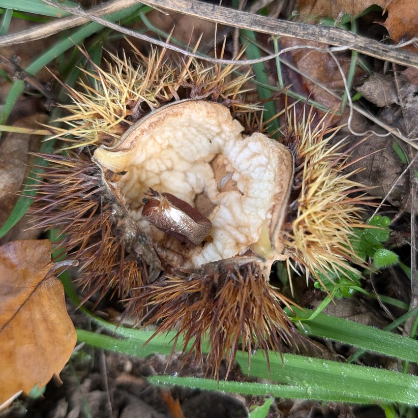 Una castaña en el suelo bosque de cobre Málaga.