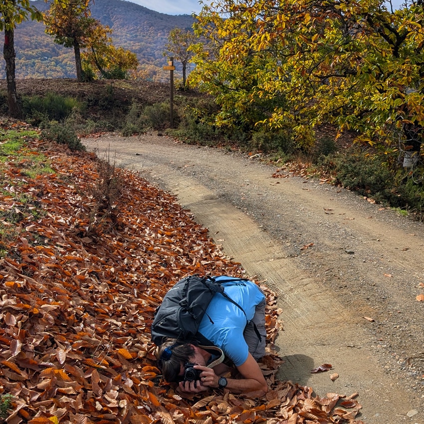 Disfrutando de la fotografía en el bosque de cobre en Málaga