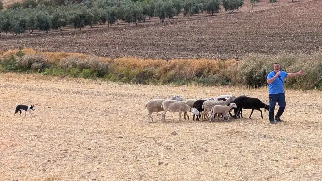 Cuevas del Becerro: naturaleza, tradición y estrellas en el corazón de Málaga 22 Demonstración de pastores en las Jornadas del Campo en Cuevas del Becerro, Málaga.