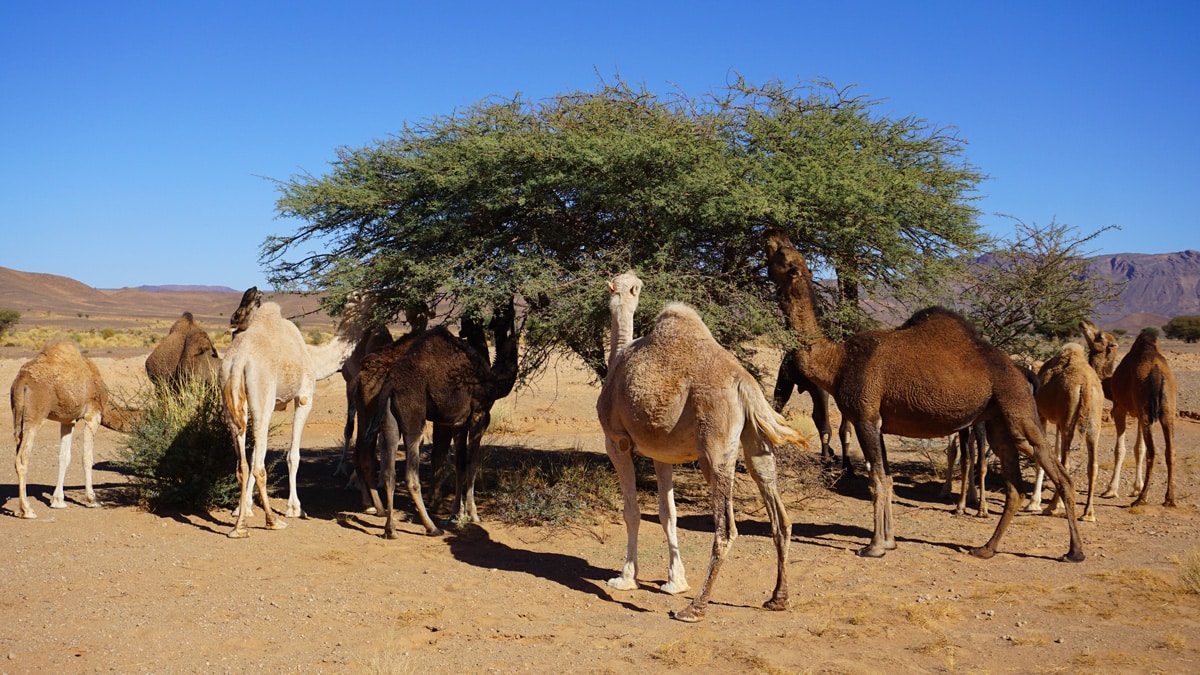 Camellos en el valle del Draa, Marruecos con niños