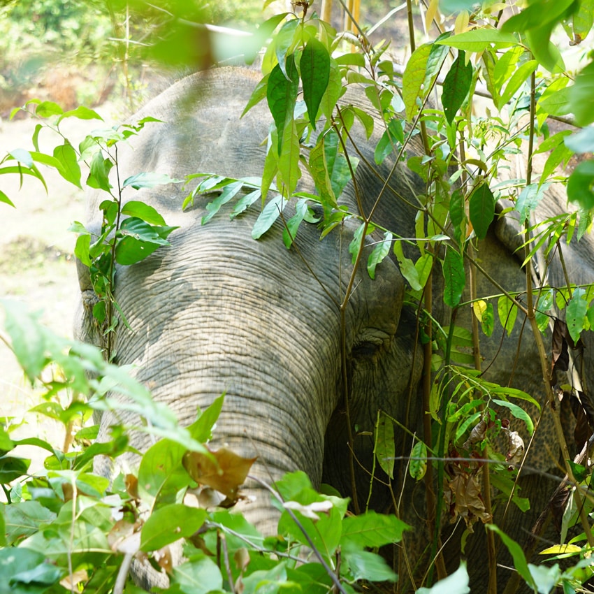 Buscando los elefantes en el bosque de Tailandia