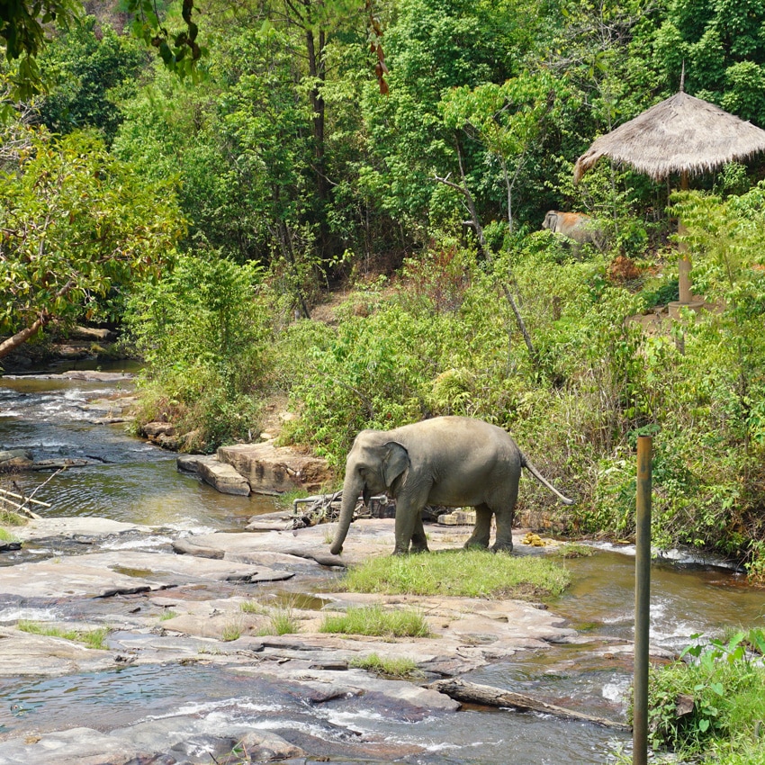 Buscando los elefantes en el bosque de Tailandia