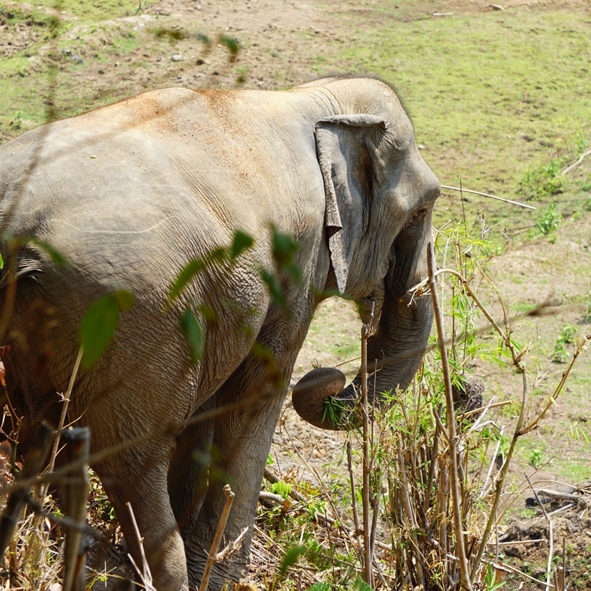 Buscando los elefantes en el bosque de Tailandia