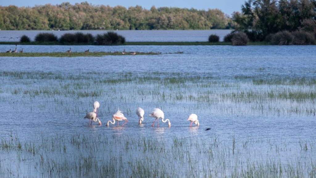 Flamencos