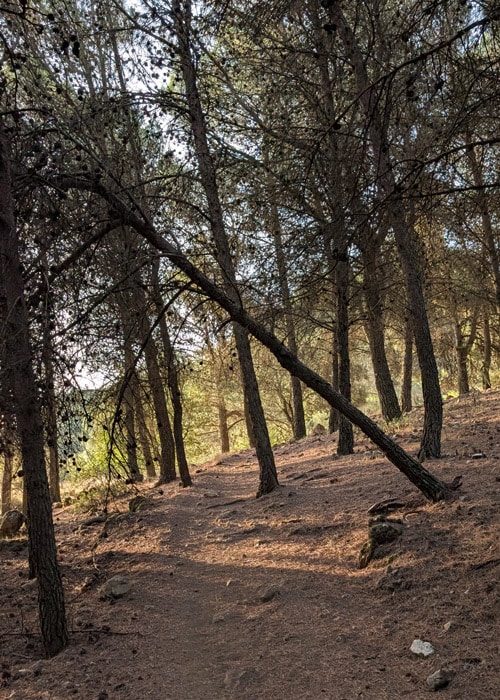 Camino entre bosque subiendo el pico del vilo