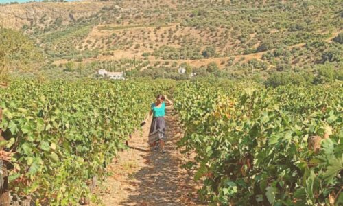 Cata de vinos