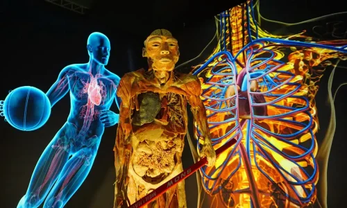 5. Figura anatómica con esquemas del sistema circulatorio en exposición Bodies en Málaga