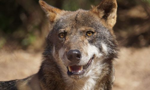 lobos park blogueraviajera