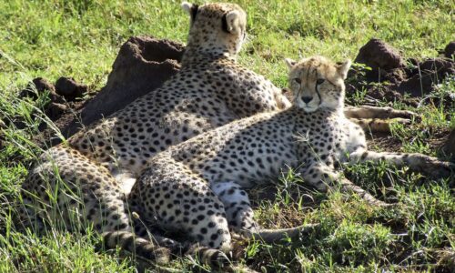 Guepardos en Tanzania
