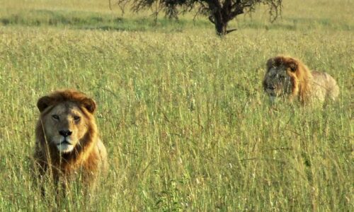 Leones en Tanzania