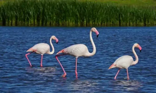 Flamencos en Fuente de Piedra Málaga