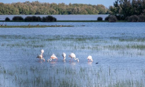 Flamencos