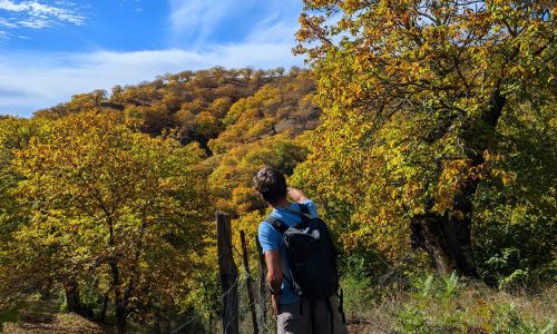 Bosque de cobre, Málaga un plan perfecto para otoño