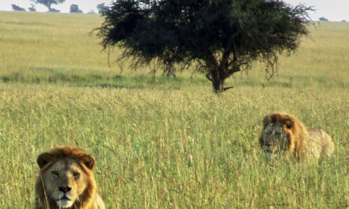 Leones en Tanzania