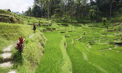 Arrozales en Bali